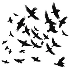 Obraz premium birds flight silhouette