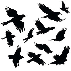 Obraz premium ravens flying silhouette