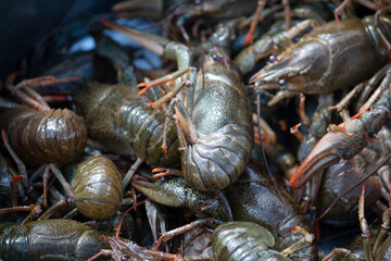 Fresh caught live crayfish in a pot. Travel food concept