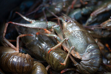 Fresh caught live crayfish in a pot. Travel food concept