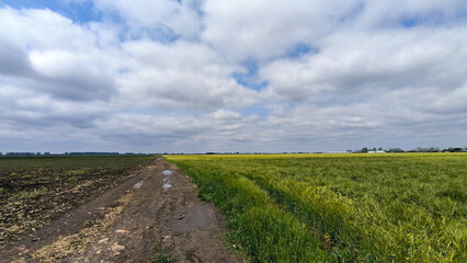 wheat field in the spring in Vojvodina province