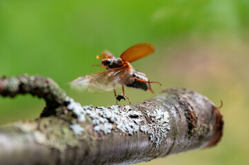 A cockchafer flies on a branch in nature