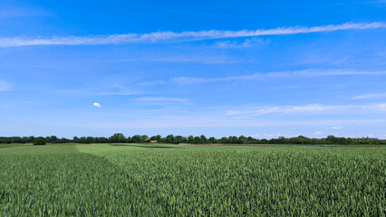 wheat field in the spring in Vojvodina province