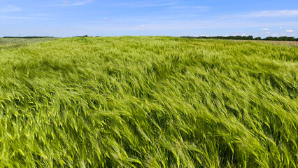 wheat field in the spring in Vojvodina province
