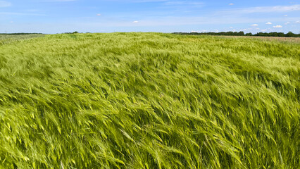 wheat field in the spring in Vojvodina province