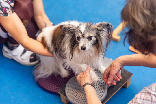 Veterinarians performing exercises with papillon dog on balance pad