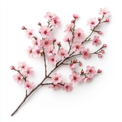 Obraz premium A delicate branch of pink cherry blossoms, showcasing vibrant flowers and buds against isolated on white background