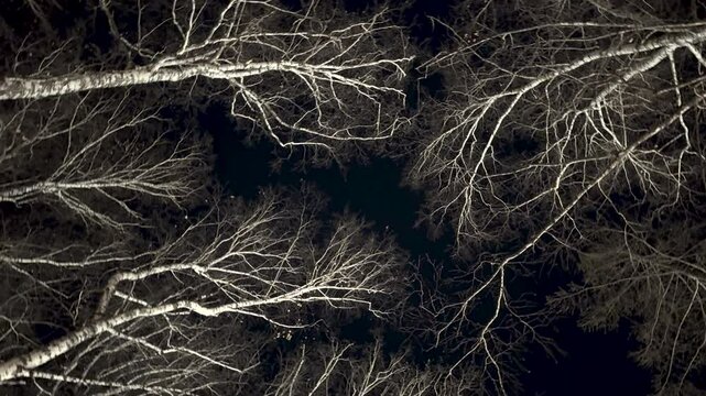 View of bare skeletal tree branches against dark night sky. Beautiful silhouette. Nature, solitude, winter forest. Magical wood in evening. Bottom view. Birch trees background.