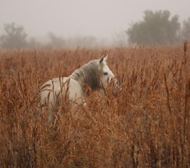Gorgeous Wild Horse Paynes Prairie