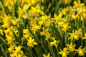 Fototapeta premium the daffodil, Narcissus pseudonarcissus, yellow narcissus flowers in a park, springtime
