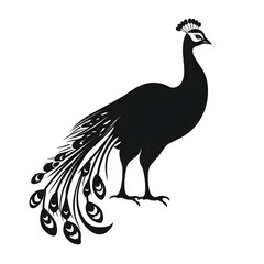 Fototapeta premium peacock silhouette