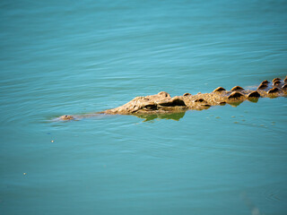 T&ecirc;te de crocodile &agrave; moiti&eacute; hors de l'eau