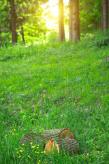 Obraz premium vertical idyllic vivid grass lawn forest edge sunny morning picturesque nature landscape