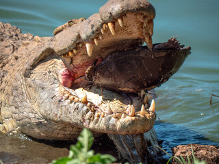 Un crocodile avec une tortue entière dans sa gueule