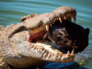 Crocodile avec une tortue dans sa gueule