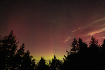 Aurora Borealis with Trees