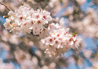 見福公園ソメイヨシノ桜39