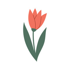 Red tulip flower in doodle style. Red Poppy flower. Vector cartoon illustration isolated on white. Cartoon style. Vector Hand drawn outline illustration. Symbol of Turkey