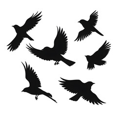 Obraz premium birds flight silhouette