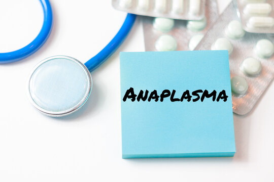 Anaplasma name text title infectious disease