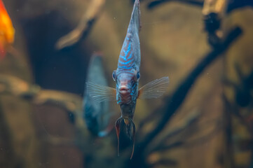 With a face kissed by the ocean’s deepest blues, the blue butterflyfish glides like a dream, Georgia Aquarium, Atlanta, Georgia, United States of America
