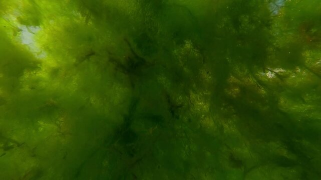 Underwater view on colonial form of green algae plucked during a storm and forming floating islands drifting on the water surface, slow motion