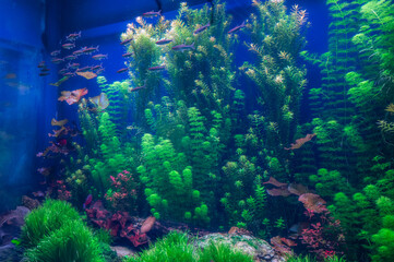 Like sea plants underwater, we grow stronger in the depths of life’s currents, Georgia Aquarium, Atlanta, Georgia, United States of America