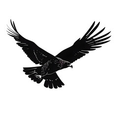 Obraz premium hawk silhouette