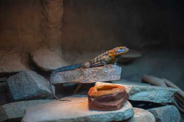 Perched like a king on its stone throne, the Baja blue rock lizard surveys its rocky kingdom, Georgia Aquarium, Atlanta, Georgia, United States of America