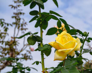 前橋バラ園　薔薇の花155