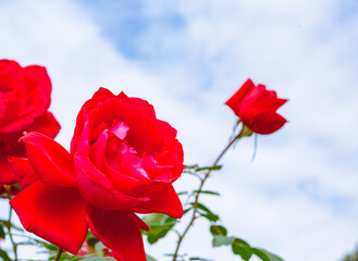 前橋バラ園　薔薇の花154