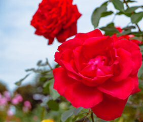 前橋バラ園　薔薇の花145