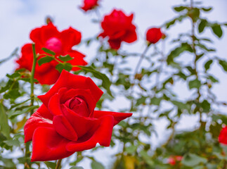 前橋バラ園　薔薇の花144