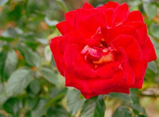 前橋バラ園　薔薇の花132