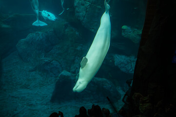 Gliding like a ghost of the Arctic, the beluga moves with quiet elegance, Georgia Aquarium,...