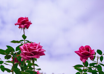 前橋バラ園　薔薇の花123