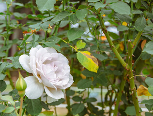 前橋バラ園　薔薇の花109
