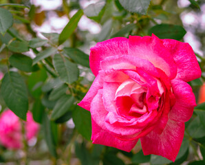 前橋バラ園　薔薇の花99