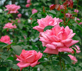 前橋バラ園　薔薇の花91