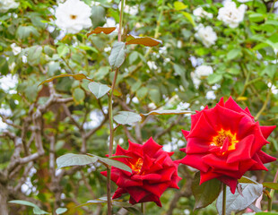 前橋バラ園　薔薇の花85