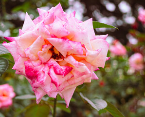 前橋バラ園　薔薇の花78