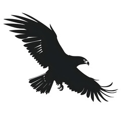 Obraz premium hawk silhouette