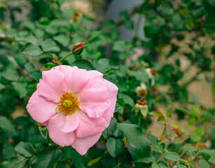 前橋バラ園　薔薇の花55