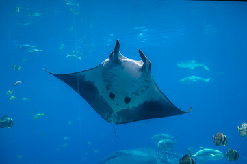 The manta ray does not chase the current&mdash;it becomes one with it, Georgia Aquarium, Atlanta, Georgia, United States of America