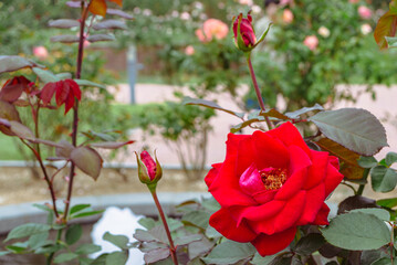 前橋バラ園　薔薇の花34