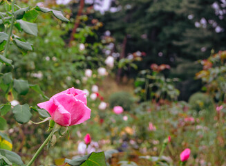 前橋バラ園　薔薇の花12