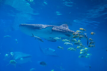 Beneath the sunlit waves, the whale shark swims, its immense body moving as if the ocean was made for it alone, Georgia Aquarium, Atlanta, Georgia, United States of America