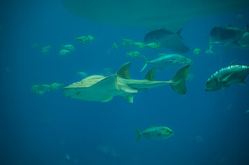 The zebra shark moves like a shadow in the water, its striking appearance a testament to the wonders of the ocean, Georgia Aquarium, Atlanta, Georgia, United States of America