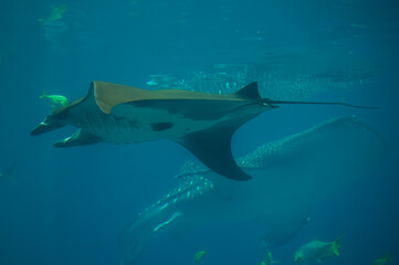 The manta ray swims with a grace unmatched, its wings cutting through the water like the flutter of an ocean breeze, Georgia Aquarium, Atlanta, Georgia, United States of America