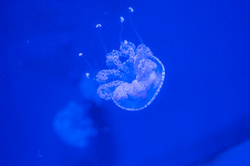 Graceful but untouchable, the jellyfish is nature’s floating paradox, Georgia Aquarium, Atlanta,...